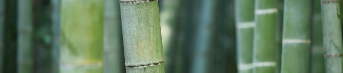 Le bambou, une source de protéines insoupçonnée ?